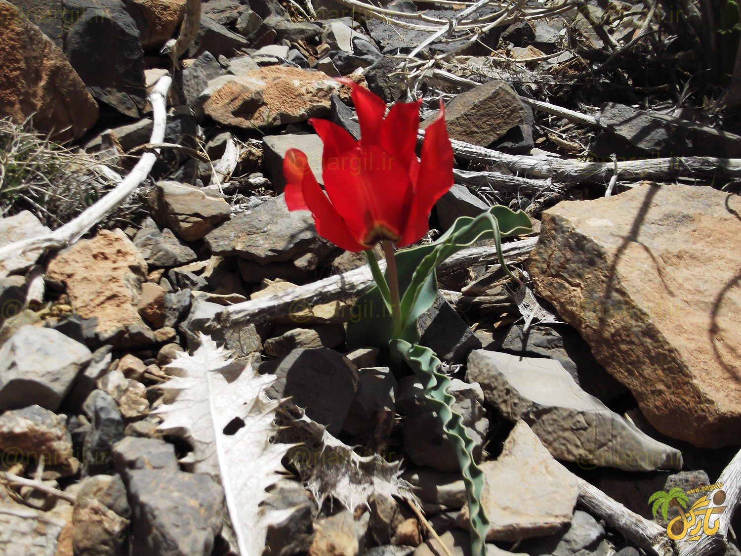 لاله خط دار